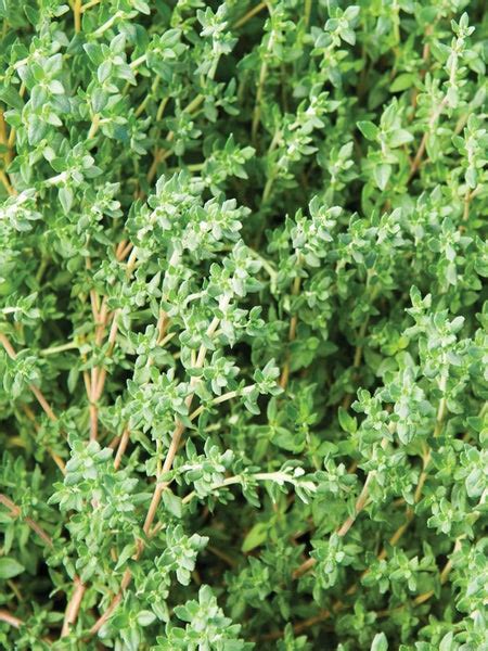 Herb Thyme Vulgaris English Thymus Vulgaris Horlings Plants