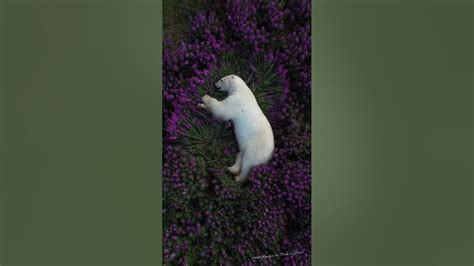 Polar Bear Sleeping In A Field Of Purple Flowers 💜 Youtube