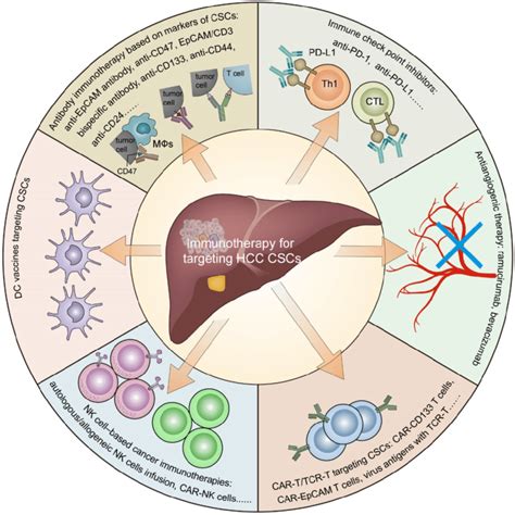 Immunotherapy For Targeting Cancer Stem Cells In Hepatocellular