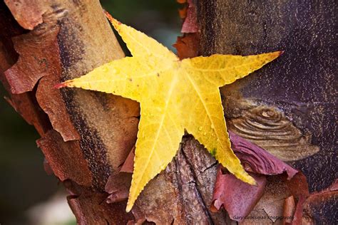 In trees, plants, leaf, leaves. Paperbark Maple | A lone leaf is caught in the nook of ...