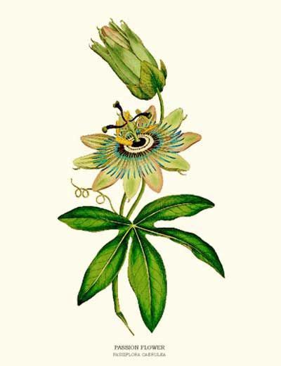 Passion Flower Vintage Illustration Botanical Painting Botanical