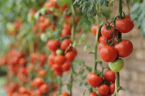 We did not find results for: Tomaten alarmieren sich gegenseitig bei Fraßfeinden ...