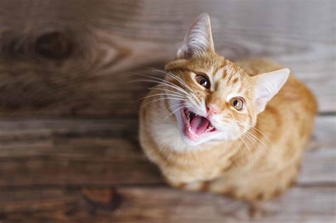 Why Are Orange Cats Are So Friendly Blog Cattitude