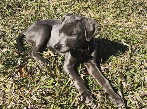Blue Lacy Dog Breed Information Pettime