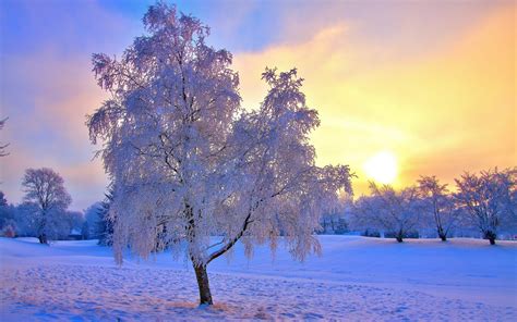 겨울 저녁 빛 겨울 풍경 바탕 화면 배경 화면시사