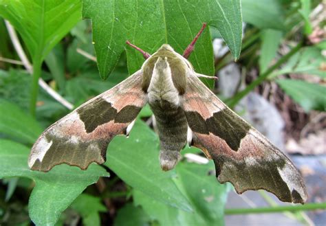 Moth Gallery Whiteknights Biodiversity