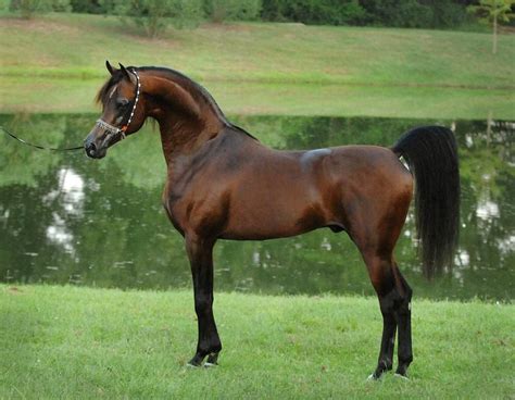 Marwan Al Shaqab Horses Beautiful Arabian Horses Beautiful Horses