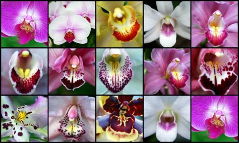 Mille Fiori Favoriti The New York Botanical Garden Orchid Show
