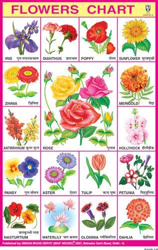 Types Of Flowers In India With Names And Pictures Flower Chart