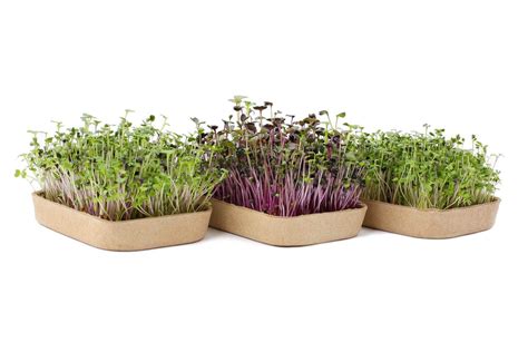 Organic Microgreens Kit 6 Grow Variety Pack 🌱 Back To The Roots