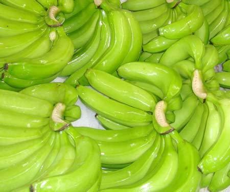 Le bananier nain cavendish est un cultivar cavendish largement cultivé et commercialement important. KGCPL Cavendish Banana, Rs 30 /kilogram, Kinal Global Care ...