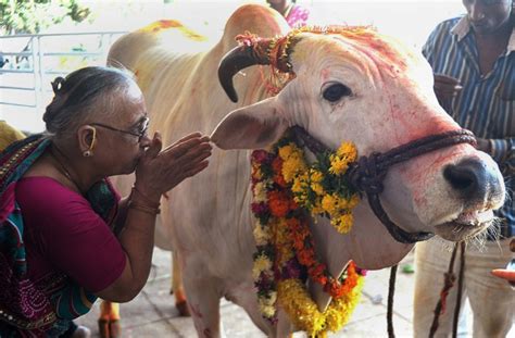Por Qu Son Sagradas Las Vacas En La India Ya Te Enteraste