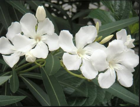 White Oleander As A Tattoo Love The Meaning Behind This Flower Deadly