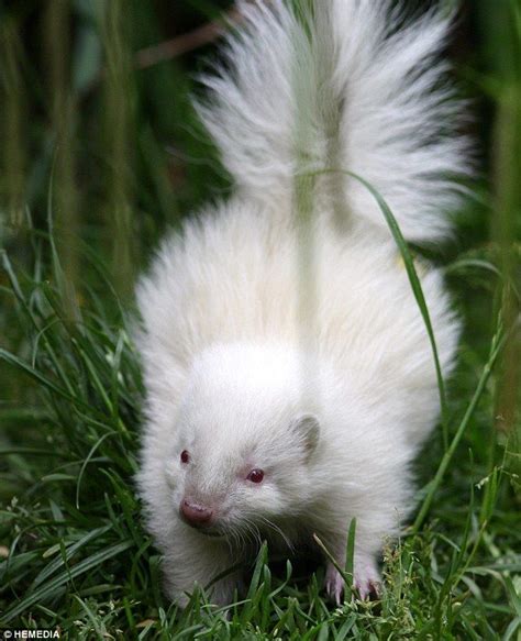 Hes All White Tiny Rare Albino Skunk Becomes Unlikely Star Of The