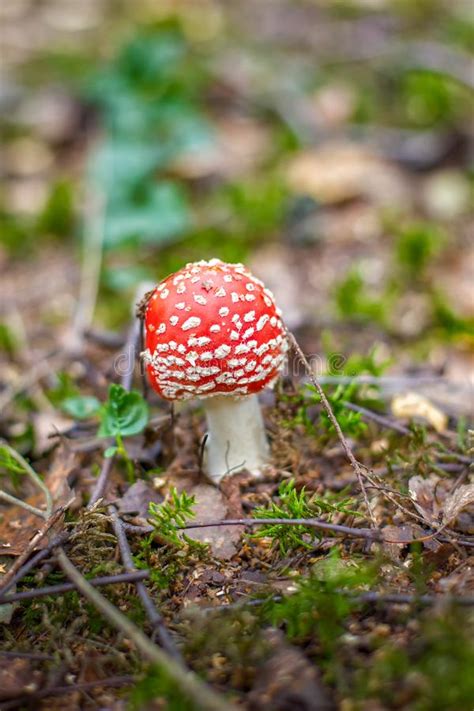 Bright Red Wild Poisonous Fly Agaric Mushroom Stock Image