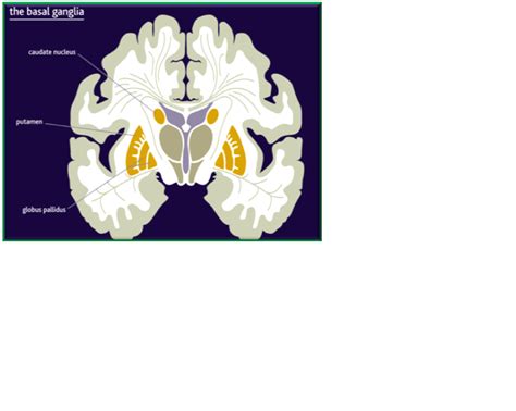 By 411 Advanced Human Anatomy Blog Neuroanatomy Journal Post 2