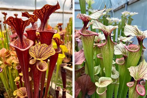 How To Grow Pitcher Plants The Sarracenia Care Guide