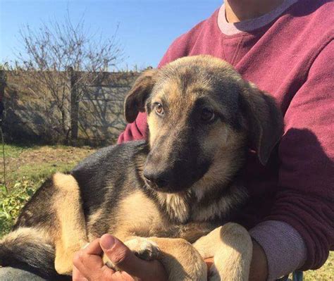 Shona 1 Year Old Female German Shepherd Cross Dog For Adoption