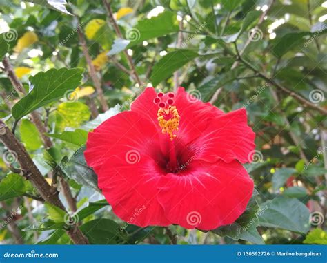 Red Gumamela Flower Stock Photo Image Of Full Flower 130592726