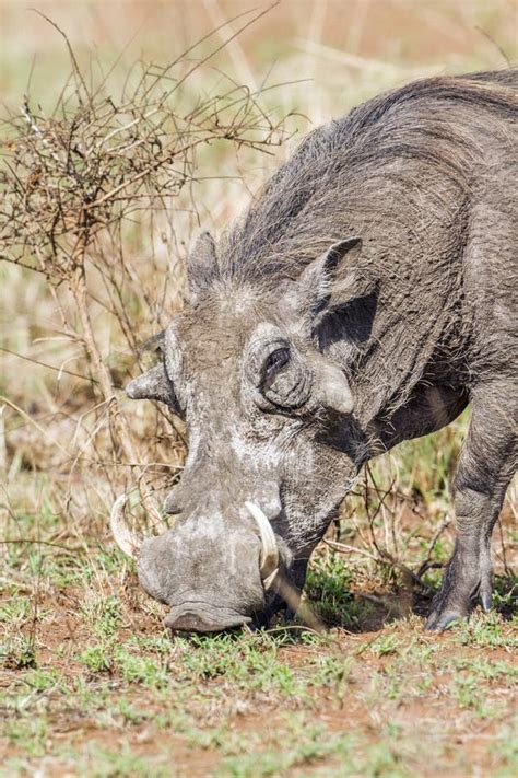 Common Warthog In Kruger National Park Stock Photo Image Of Nature