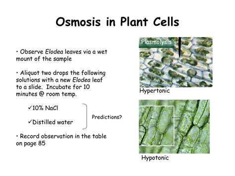 C) if a higher concentration of water is outside of the cell, the cell will absorb more water than it releases, creating a hypotonic state. PPT - Diffusion and Osmosis PowerPoint Presentation, free ...