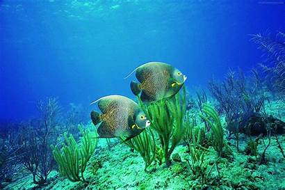 Underwater Wallpapers Sea Ocean Marine Biome Lake
