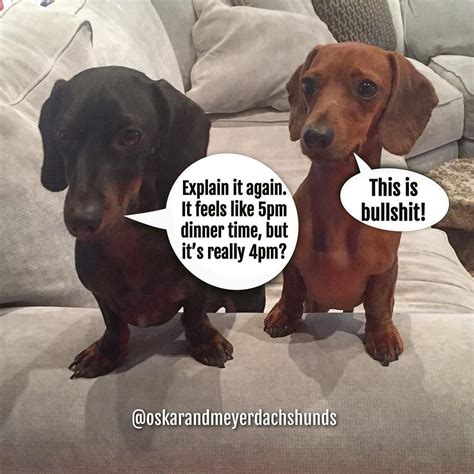 🇨🇦 🐾oskar And Meyer🐾🇨🇦dachshunds On Instagram But Were Hungry Now