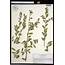 Herbarium Specimen Details  APA Alabama Plant Atlas