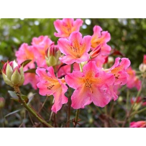 Rhododendron Rhododendron Golden Gate C Schilliger