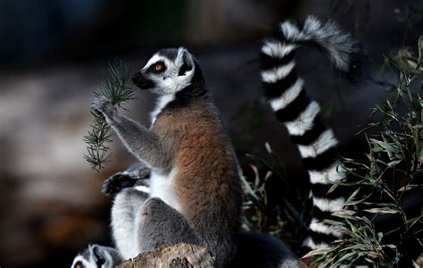 Almost All Of Madagascars Lemurs Are Threatened By Hunting Habitat