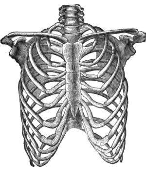 It discusses the specific anatomy of the ribs and costal cartilages, along with the sternum. Orthopedic Services | Mid-section Pain | F. John Hajaliloo ...