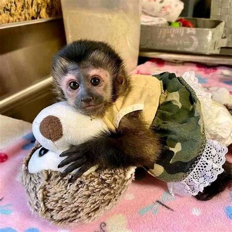 Usda Licensed Capuchin Monkeys Pair Exotic Animals For Sale Price
