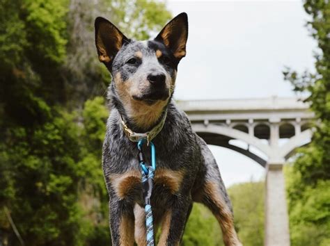 Blue Heeler Dog Breed Information Pictures Characteristics And Facts