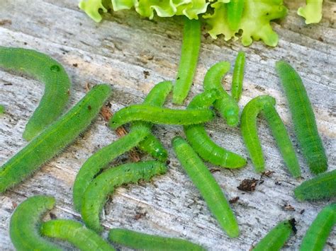 9 natural home remedies to get rid of intestinal worms. Controlling Cabbage Worms | Cabbage worms, Garden