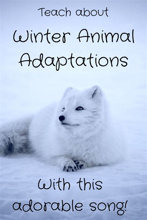 Teaching About Winter Animal Adaptations In Kindergarten Science This