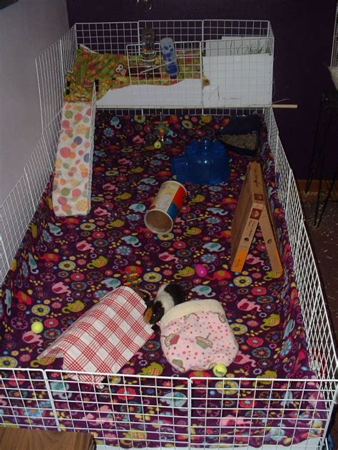 Daisy And Lily S Cage Guinea Pig Cages