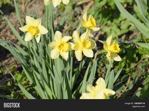 Spring Flowering Bulb Image And Photo Free Trial Bigstock