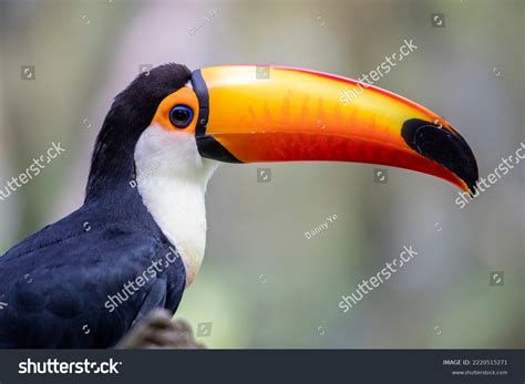 Toco Toucan Ramphastos Tocois Largest Probably Stock Photo 2220515271