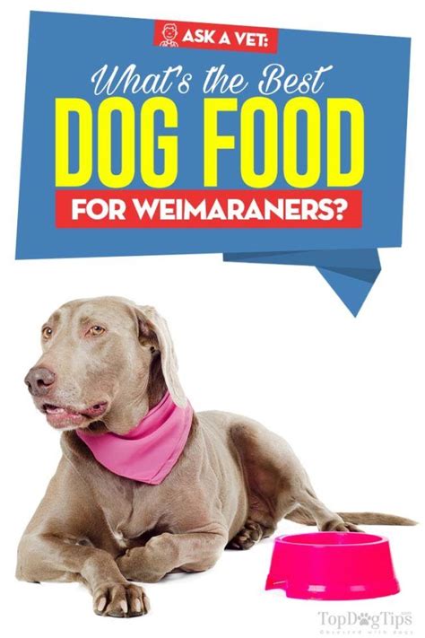 Lucky dog is one of the best dog food brands for your pooch. 9 Vet Recommended Foods for Weimaraners (With images ...