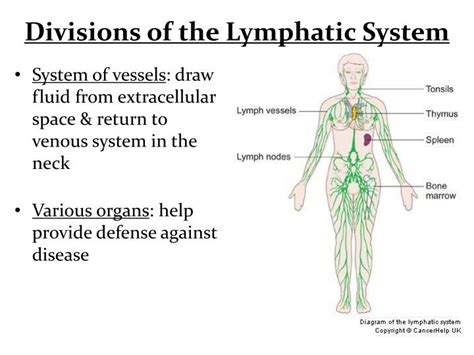 Ppt Divisions Of The Lymphatic System Powerpoint Presentation Free