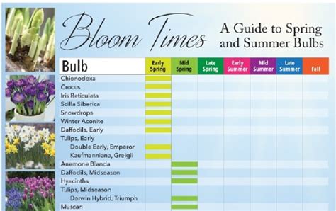 Bloom Times Guide To Spring And Summer Bulbs Longfield Gardens