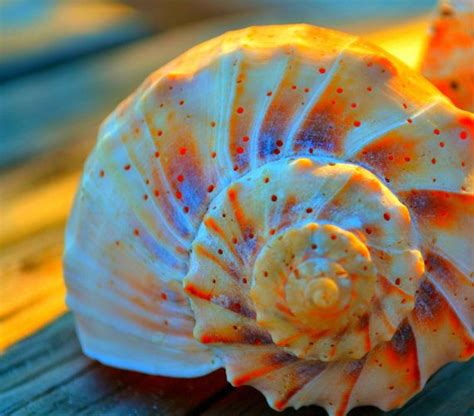 Colorful Seashell Sea Shells Color My Pictures