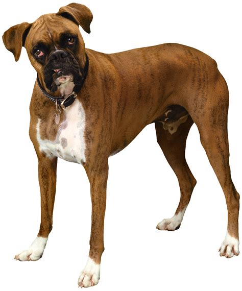 Clipart Dog Boxer Clipart Dog Boxer Transparent Free For Download On