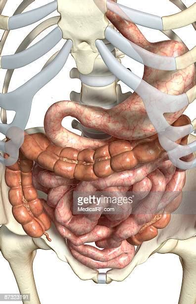 Transverse Colon Photos And Premium High Res Pictures Getty Images