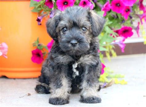 Ace is double register american kennel club and continental kennel club he is proving to be a great stud. Hanna | Schnauzer - Mini Puppy For Sale | Keystone Puppies