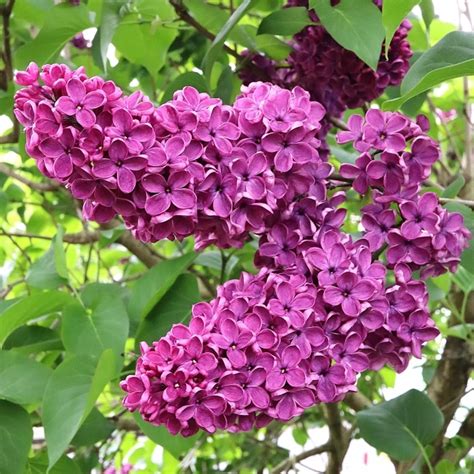 Lilac Tree Syringa Charles Joly Flowering Shrub Free Uk Delivery
