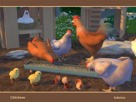 Chickens By Soloriya At Tsr Sims 4 Updates