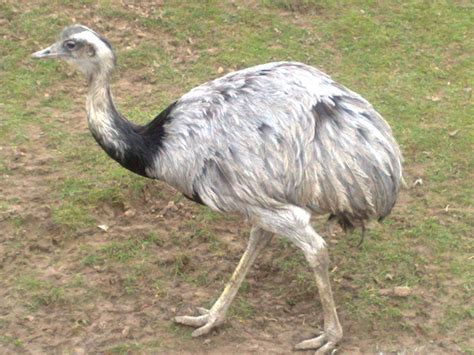 Greater Rhea Animal Database