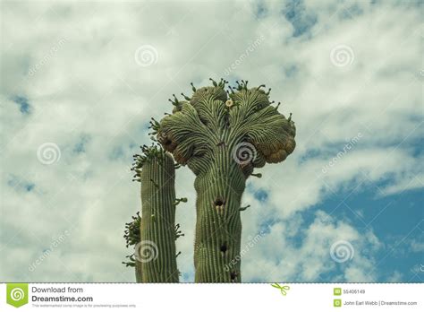 You might feel like a terrible person for tricking them and upsetting them. The Beauty Of The Arizona Desert Stock Image - Image of ...