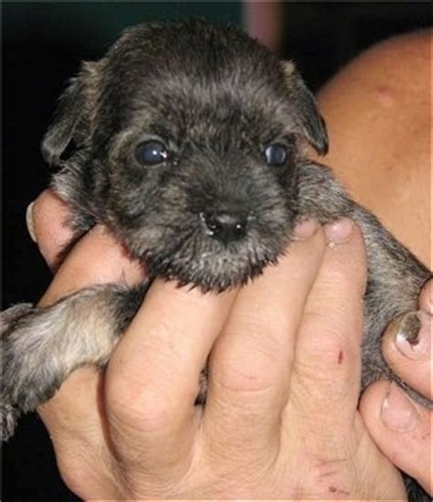 For those looking for the feeding tubes, visit ebay and search for feeding tube for. Saving a Puppy: Tube Feeding: Cleft Palate, Whelping and ...
